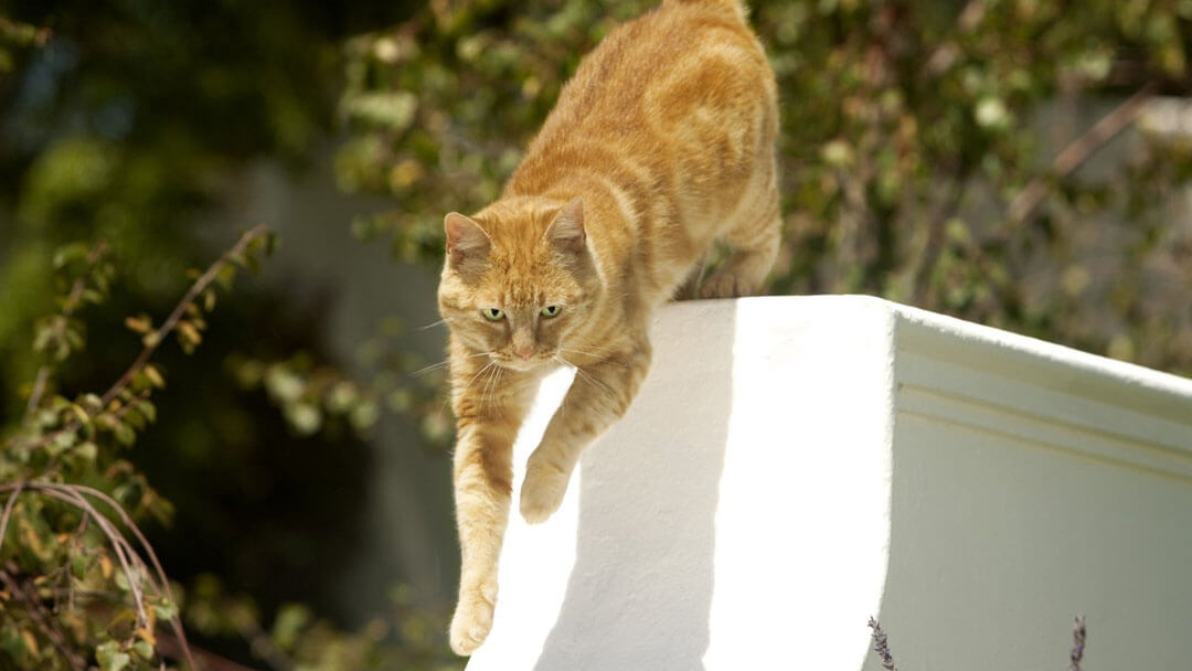 Jouer Avec Son Chat Pour Entretenir Sa Forme Purina